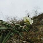 Helianthemum apenninum Leaf