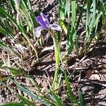 Iris lactea Floare