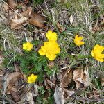 Ranunculus acris Plante entière