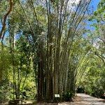 Dendrocalamus giganteus Habit