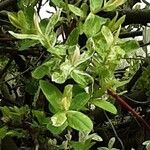 Salix repens ഇല