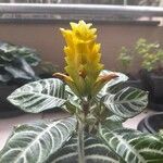 Aphelandra squarrosa 花