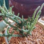 Crassula muscosa Листок