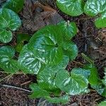 Asarum caudatum ᱥᱟᱠᱟᱢ