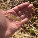 Elymus canadensis Leaf