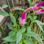 Deeringia spicata Flor
