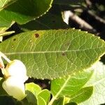 Arbutus unedoLeaf