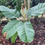Magnolia hernandezii Лист