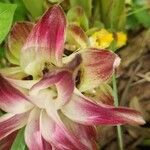 Curcuma aromatica Flower