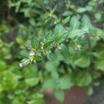 Cuphea elliptica 花