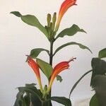 Aeschynanthus fulgensΛουλούδι