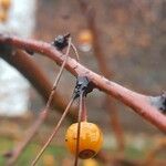 Malus toringo Bark