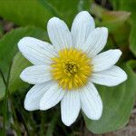 Caltha leptosepala Blomma