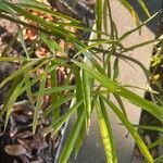 Podocarpus macrophyllus Leaf