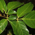 Serjania membranacea Лист