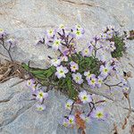 Malcolmia flexuosa Habitus