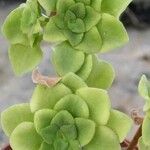 Aeonium goochiae Hoja