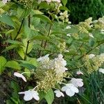 Hydrangea paniculataKvět