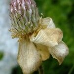 Callianthemum coriandrifolium फूल