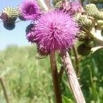 Cirsium monspessulanum Blüte