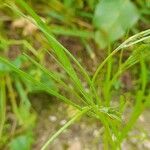 Koelpinia linearis Leaf