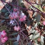 Eucalyptus sideroxylon Květ