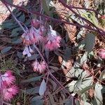 Eucalyptus sideroxylon Çiçek