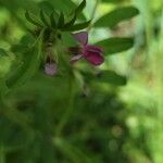 Vicia sativa花