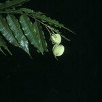 Mabea subsessilis Плод