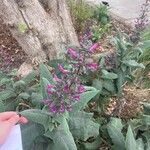 Lepechinia hastata Flor
