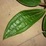 Miconia tschudyoides Leaf