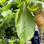 Porterandia anisophylla Hoja