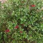 Salvia greggii ശീലം