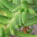 Crassula tetragona Folha