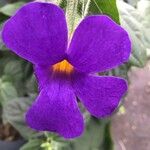 Thunbergia battiscombei Flower