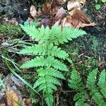 Dryopteris intermedia Hoja