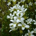 Saxifraga trifurcata Flower