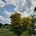 Plectrocarpa arborea Staniste