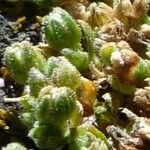 Arenaria boliviana Leaf