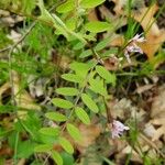 Vicia caroliniana 叶