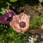 Papaver orientaleFlower