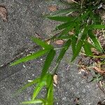 Crotalaria lanceolata Hoja