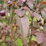 Malus hupehensis Листок