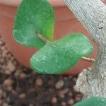 Ficus craterostoma Hoja