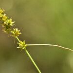 Carex spicata Цвят