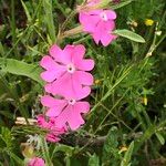 Silene scabriflora Flower