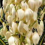 Yucca gloriosaЦветок