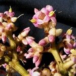 Ardisia furfuracea Blomst