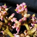 Ardisia furfuracea Flower