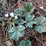 Malva neglecta ഇല